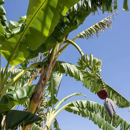 Limon Сasa de vacaciones Chiclana de la Frontera
